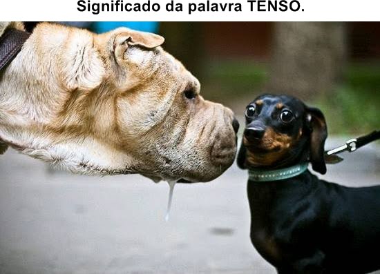 TENSO.jpg