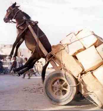 burro.jpg